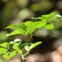 Triphasia trifolia (Burm.f.) P.Wilson